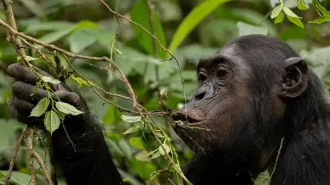Apes Drinking the Equivalent of a Beer Daily from Ripe Fruit, Investigation Finds