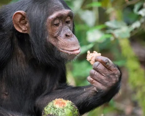 Chimpanzees Drink Daily Ethanol Equivalent to a Lager from Ripe Figs